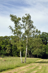 Birke an einem Feldweg