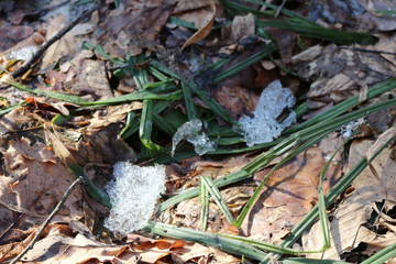  Young green grass grows through the snow and last year’s dry leaves