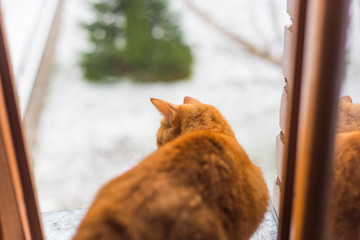 discouraged ginger cat sitting at the window
