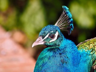 Obraz premium Portrait of a beautiful male peacock