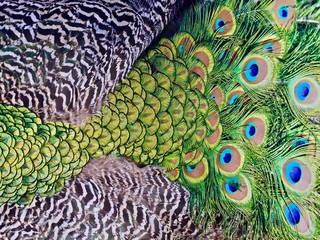Obraz premium Beautiful Macro of peacock feathers