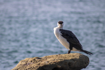 Pied shag seabird, looking out for prey in the water while sitting on a rock in the Kaikoura shore in New Zealand