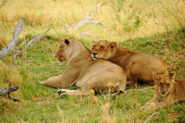 Fototapeta na wymiar Two young lionesses rest in the trees on the edge of a sandy track in Chobe National Park in Botswana