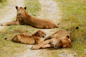 Lionesses rest along a sandy track of the Chobe National Park in Botswana