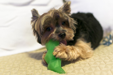 yorkshire terrier puppy