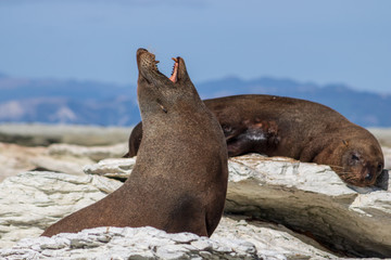 Naklejka premium Wild sealion, furseal yawning while stretching sunbathing at the shore of Kaikoura, New Zealand