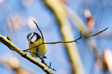 Blaumeise im Winter