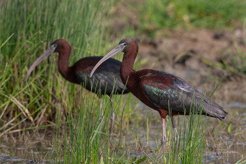 Glossy Ibis birds