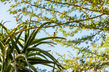 Little bird and nests in South Africa