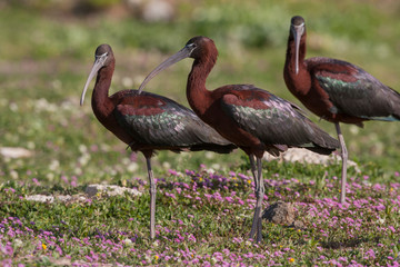 Glossy Ibis birds