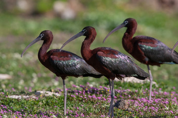 Glossy Ibis birds