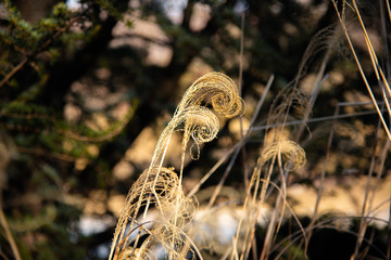 curly grass