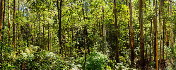 Panoramic view of a beautiful temperate rainforest near Melbourne in Victoria, Australia - obrazy, fototapety, plakaty