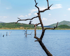The bird sits on a snag sticking out of the pond. South Africa.