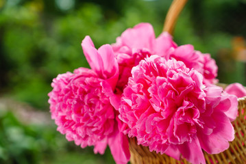 nice peonies