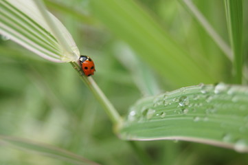 ladybug on green leaf