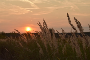 Sunset over a wheat field