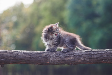 Naklejka na ściany i meble Fluffy Kitten in the forest goes on a tree trunk