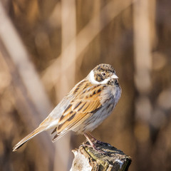 Common Reed Bunting, perched on a tree stump, set against a blurred background