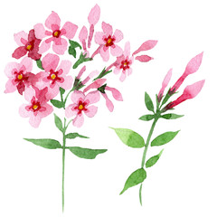 Naklejka na ściany i meble Pink phlox foral botanical flower. Watercolor background illustration set. Isolated phlox illustration element.