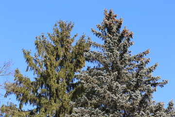  Huge fir trees stand against the blue sky like giants