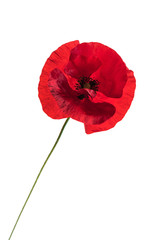 Obraz premium poppy flower on the white background