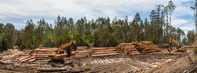 Panoramic view of forestry equipment moving timber at a coupe in Victoria Australia