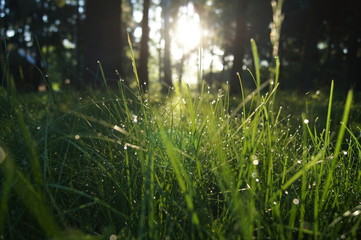 Fototapeta na wymiar drops on grass 