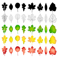 Set of colorful leaves isolated on white background. Vector illustration