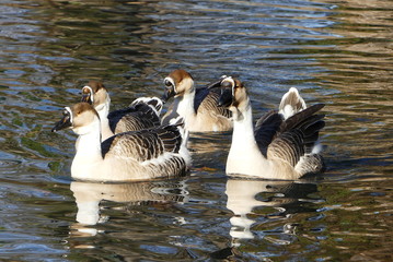 Gänse im See