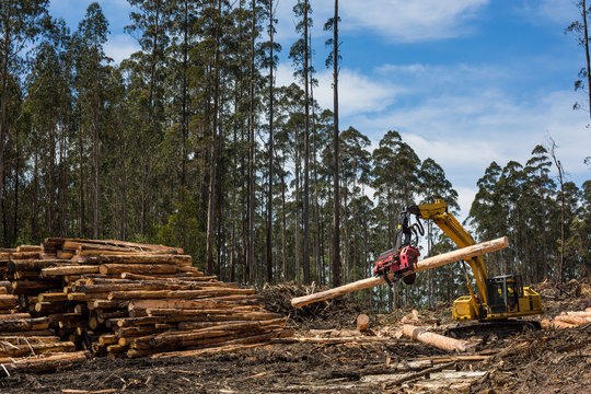 View Of Forestry Equipment Moving Timber At A Coupe In Victoria Australia