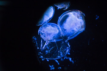 microorganism image under a microscope