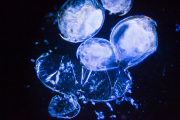 microorganism image under a microscope