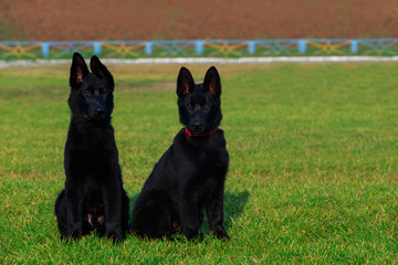 Dogs breed German Shepherd