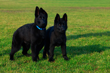 Dogs breed German Shepherd