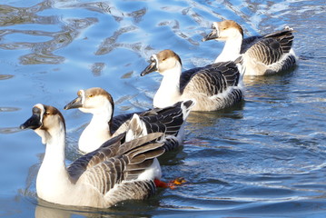 Höckergänse im See