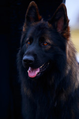 Dog breed German Shepherd