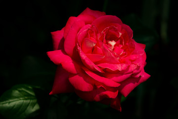 Blooming pink rose bud.