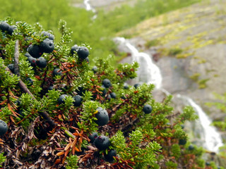 crowberry