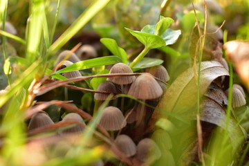 Mushrooms on the grass from close