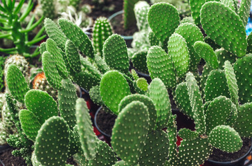 Beautiful Cactus Group.Cactus in pot