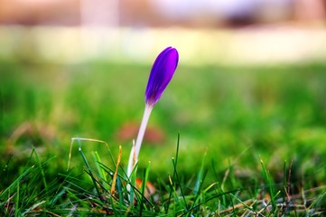 crocus in the grass closeup