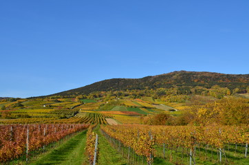 Fototapeta premium Hügelige Weinlandschaft mit blauem Himmel