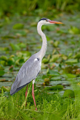 Grey Heron (Ardea cinerea) sitting at a small pond on Praslin, Seychelles in the Indian Ocean.
