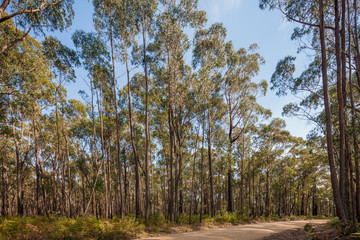 Obraz premium View of a beautiful temperate rainforest near Melbourne in Victoria, Australia