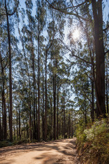 View of a beautiful temperate rainforest near Melbourne in Victoria, Australia