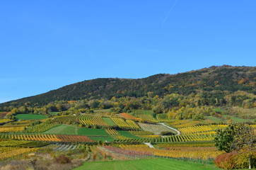 Herbstliche Weingärten in Niederösterreich