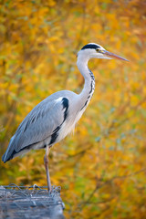 Grey Heron (Ardea cinerea) sitting in front of colourful autumn leaves.