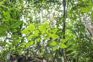Leaf