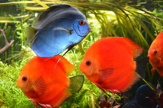 Blaue und rote Diskusfische